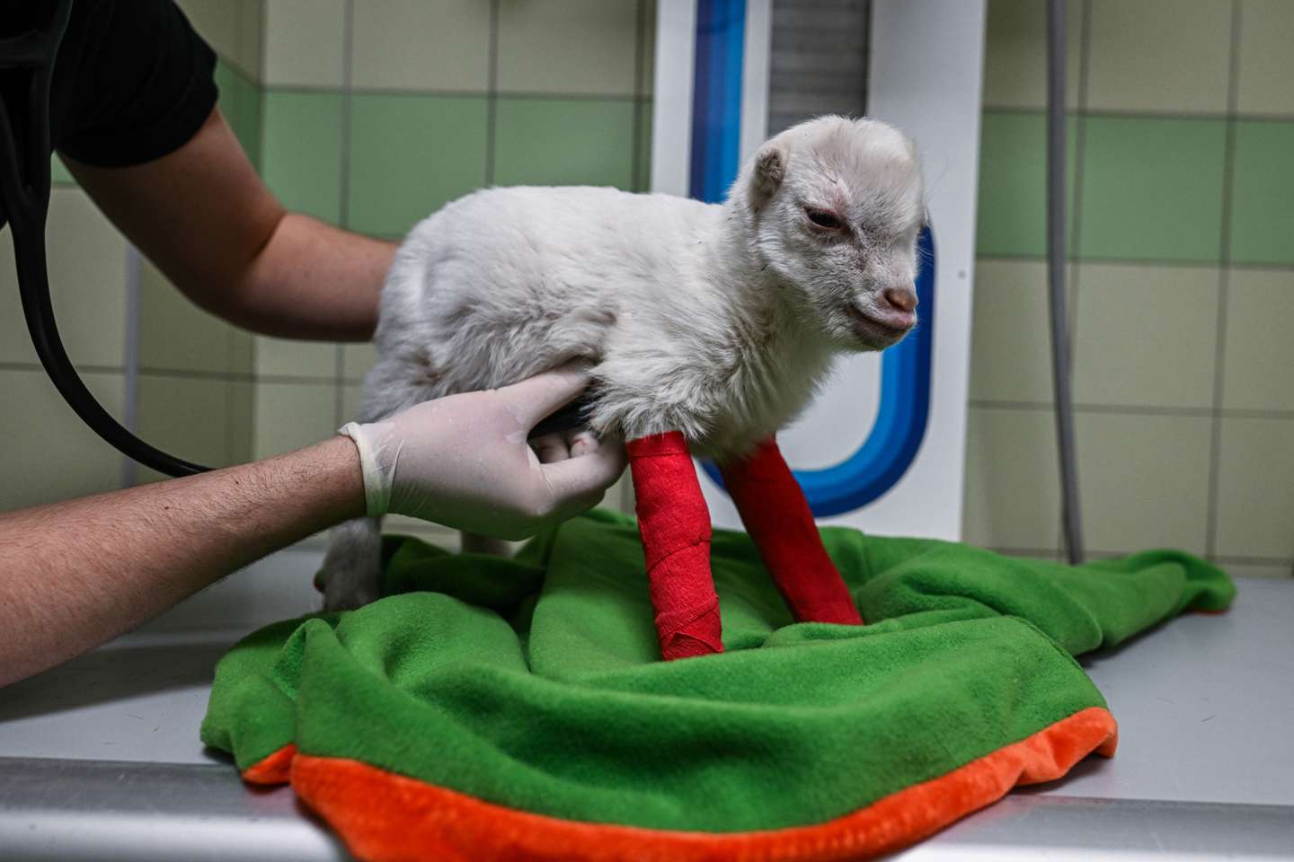 Clínica veterinária da Fundação Ada, em Przemysl (Polónia) onde são tratados os animais evacuados da Ucrânia