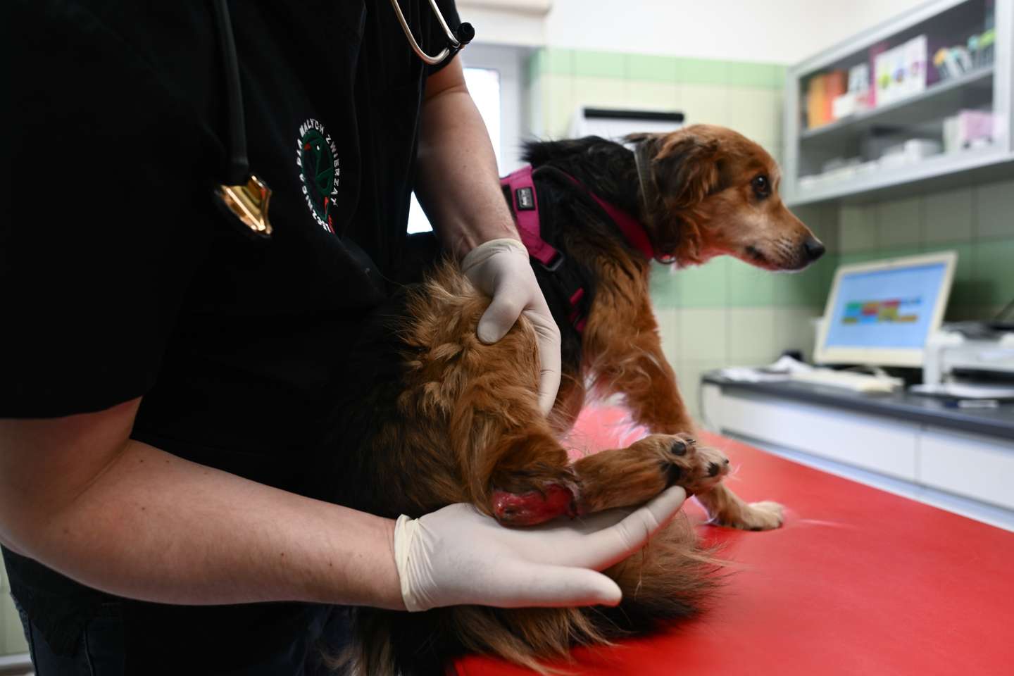 Clínica veterinária da Fundação Ada, em Przemysl (Polónia) onde são tratados os animais evacuados da Ucrânia