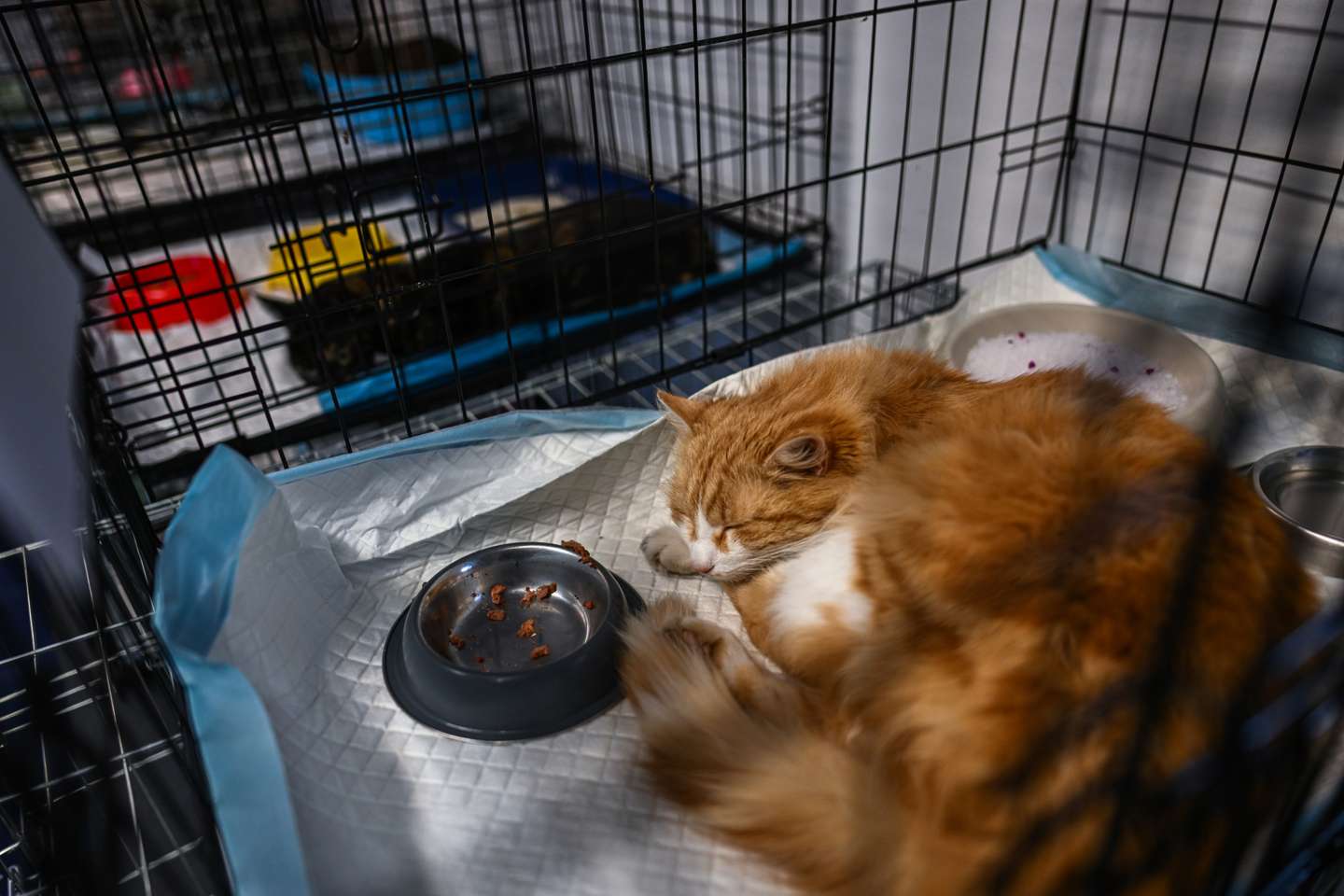 Clínica veterinária da Fundação Ada, em Przemysl (Polónia) onde são tratados os animais evacuados da Ucrânia