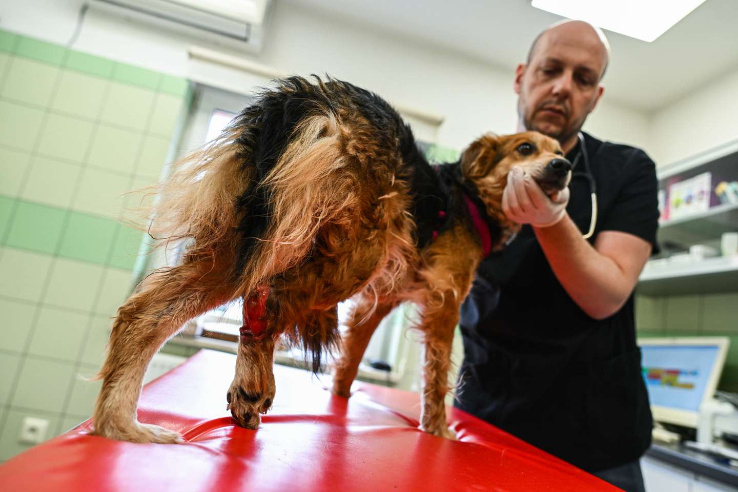 Clínica veterinária da Fundação Ada, em Przemysl (Polónia) onde são tratados os animais evacuados da Ucrânia