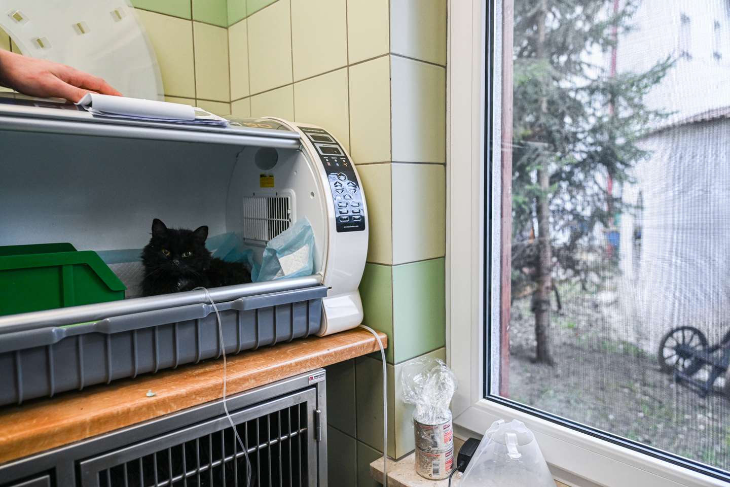 Clínica veterinária da Fundação Ada, em Przemysl (Polónia) onde são tratados os animais evacuados da Ucrânia