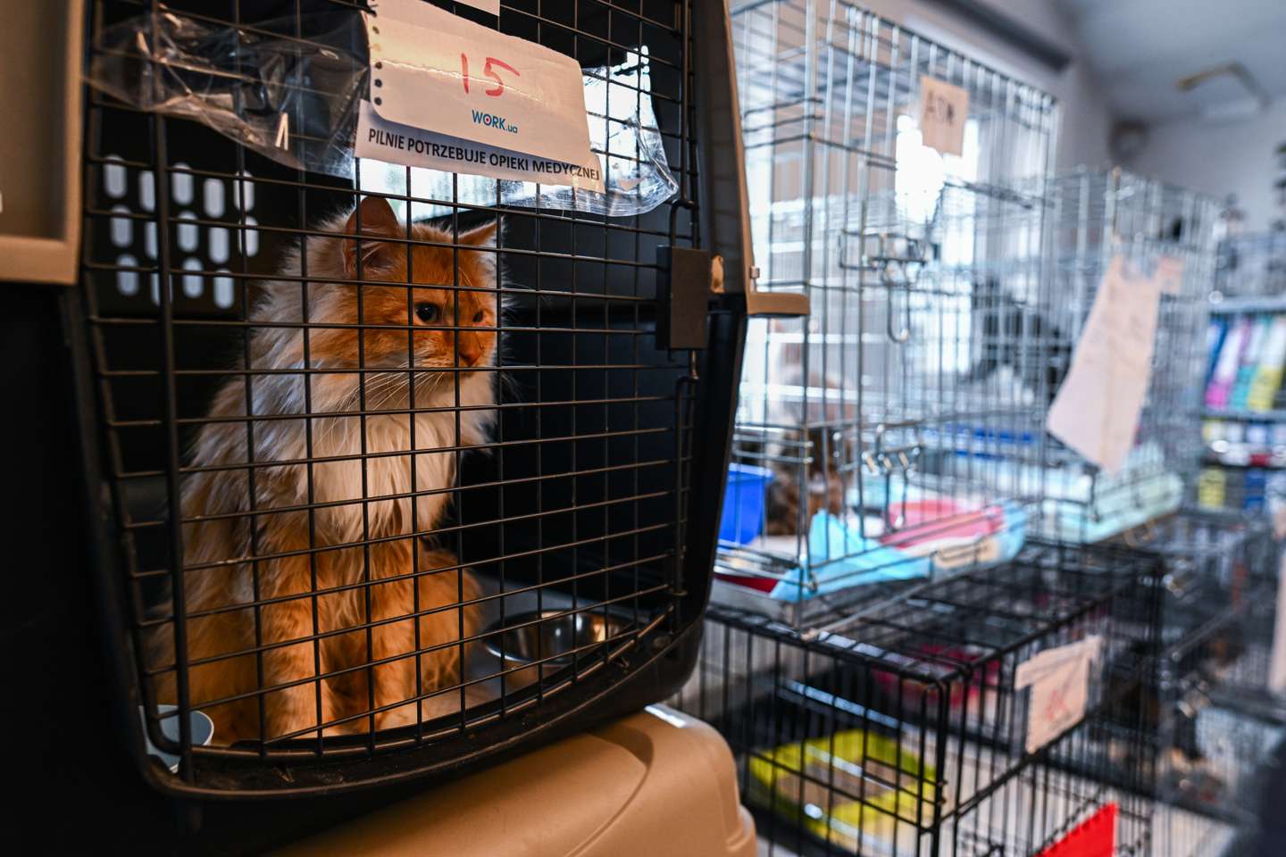 Clínica veterinária da Fundação Ada, em Przemysl (Polónia) onde são tratados os animais evacuados da Ucrânia