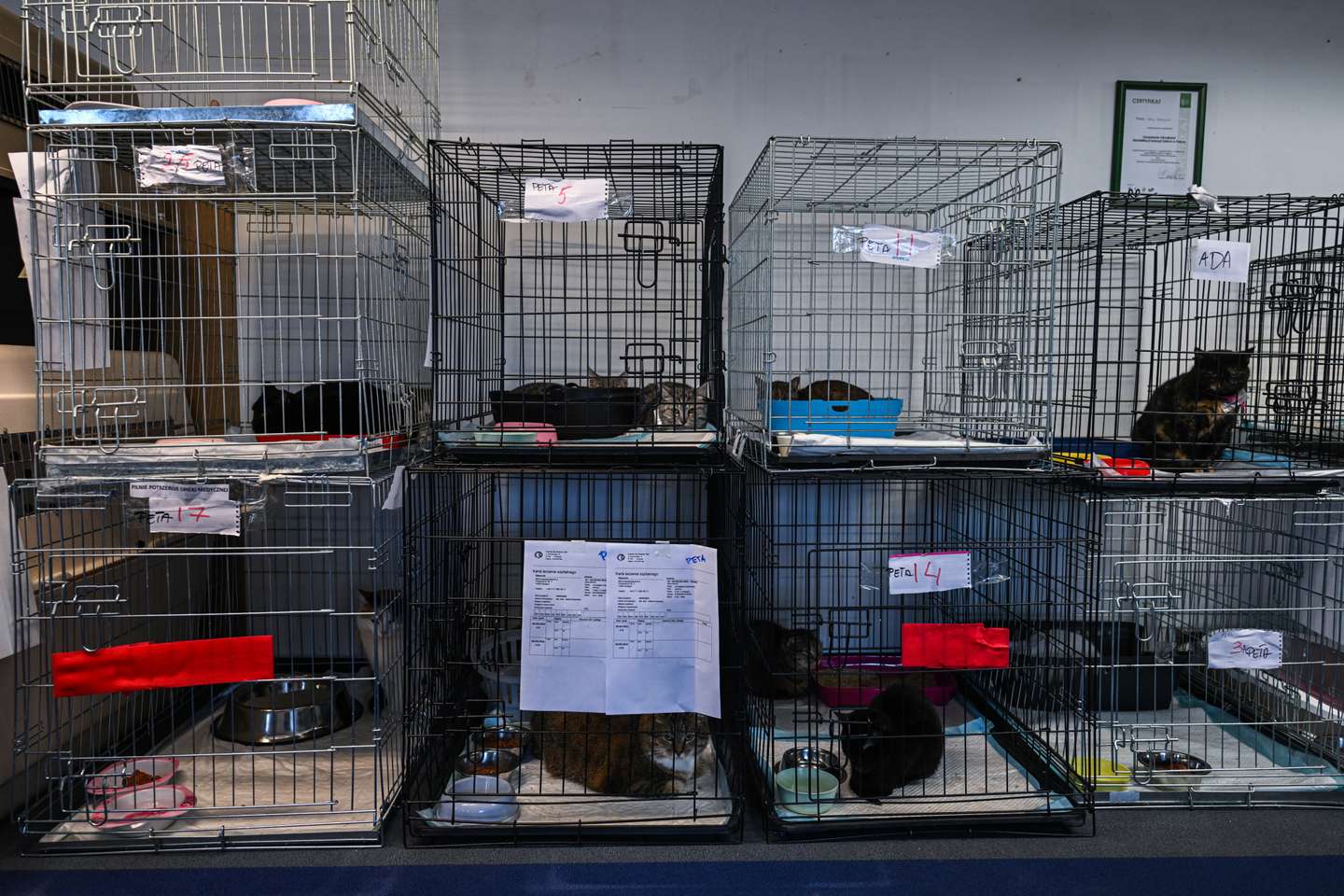 Clínica veterinária da Fundação Ada, em Przemysl (Polónia) onde são tratados os animais evacuados da Ucrânia