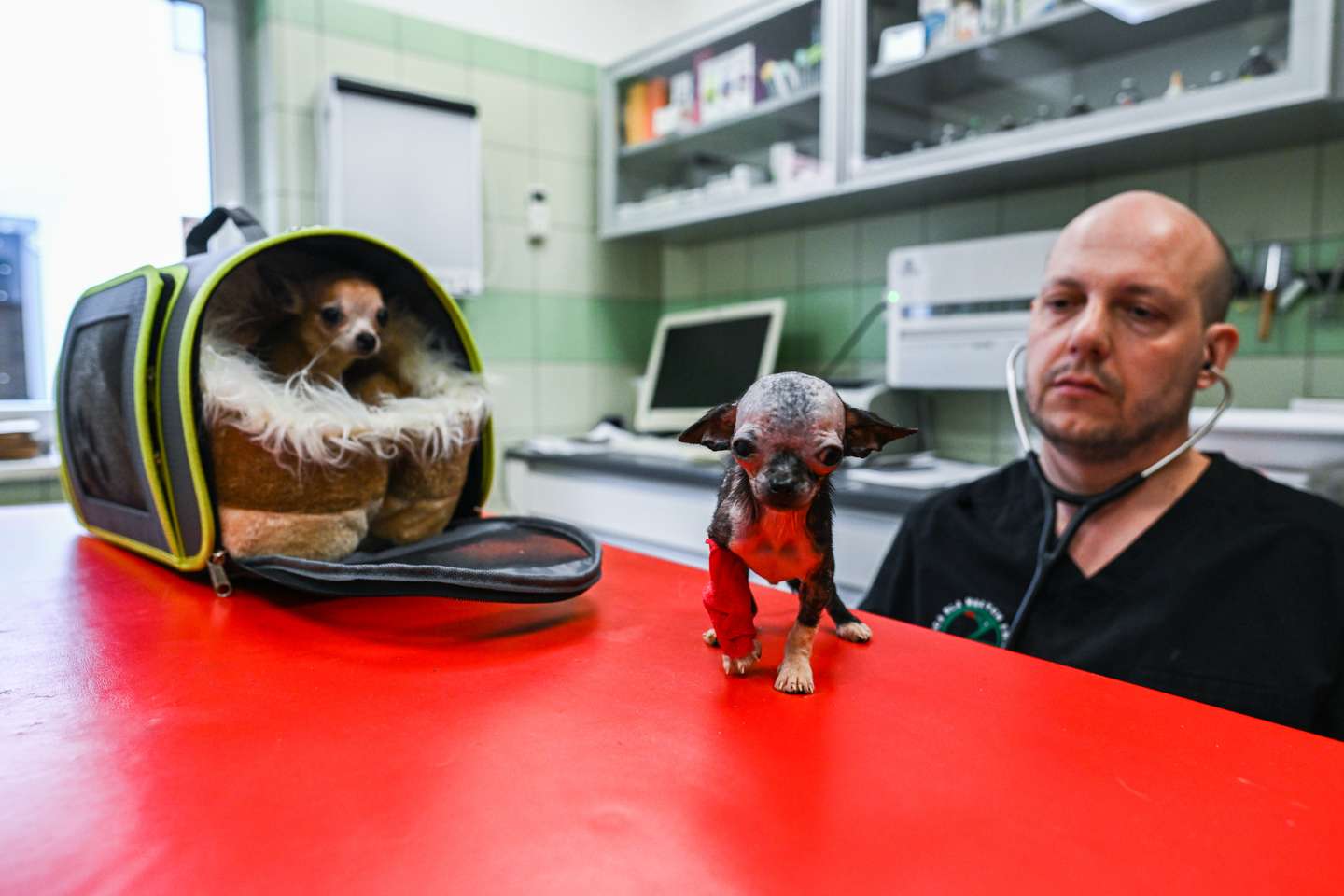 Clínica veterinária da Fundação Ada, em Przemysl (Polónia) onde são tratados os animais evacuados da Ucrânia