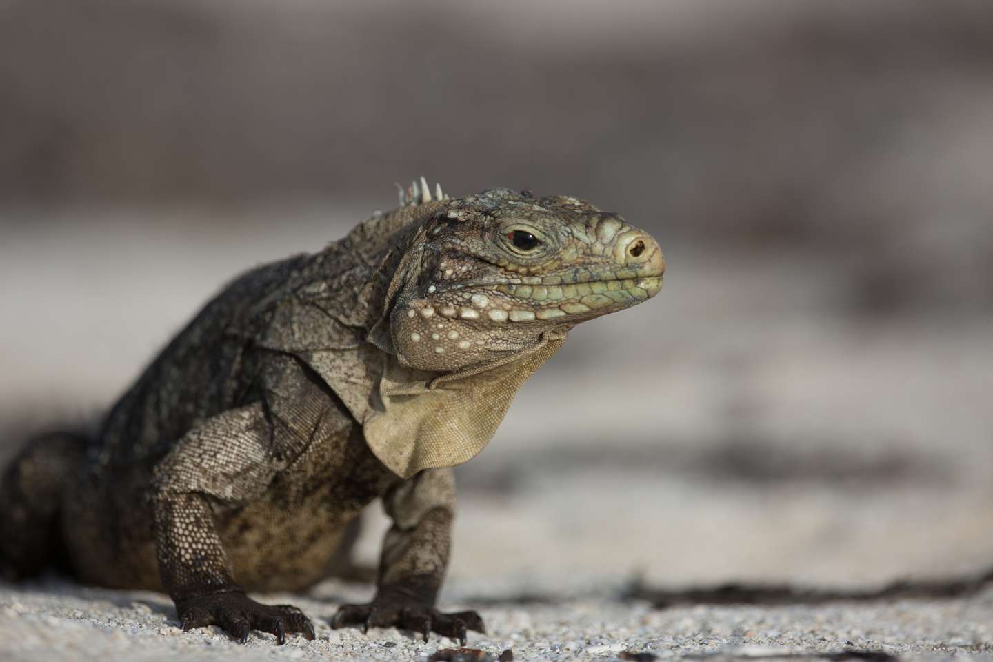 Cuban Iguana
