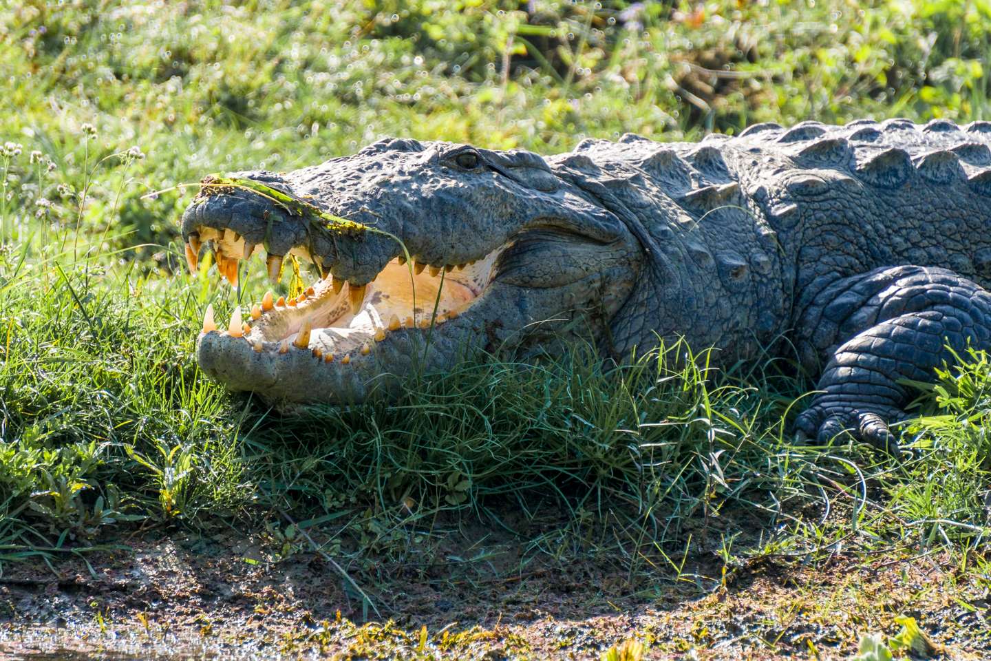A Marsh Mugger Crocodile (Crocodylus palustris) with open