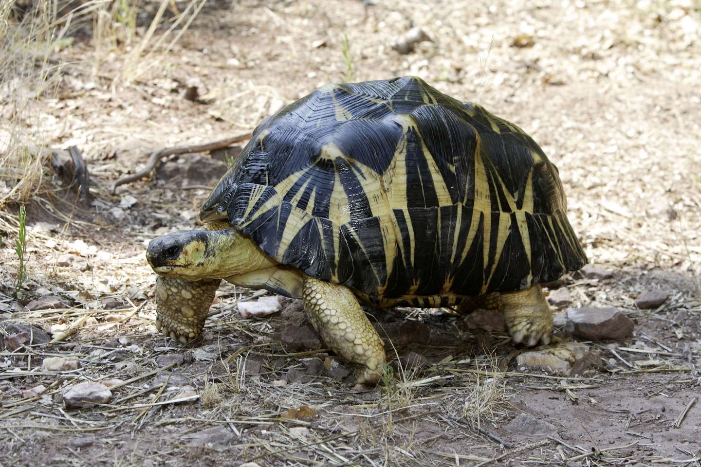RADIATED TORTOISE (ASTROCHELYS RADIATA)
