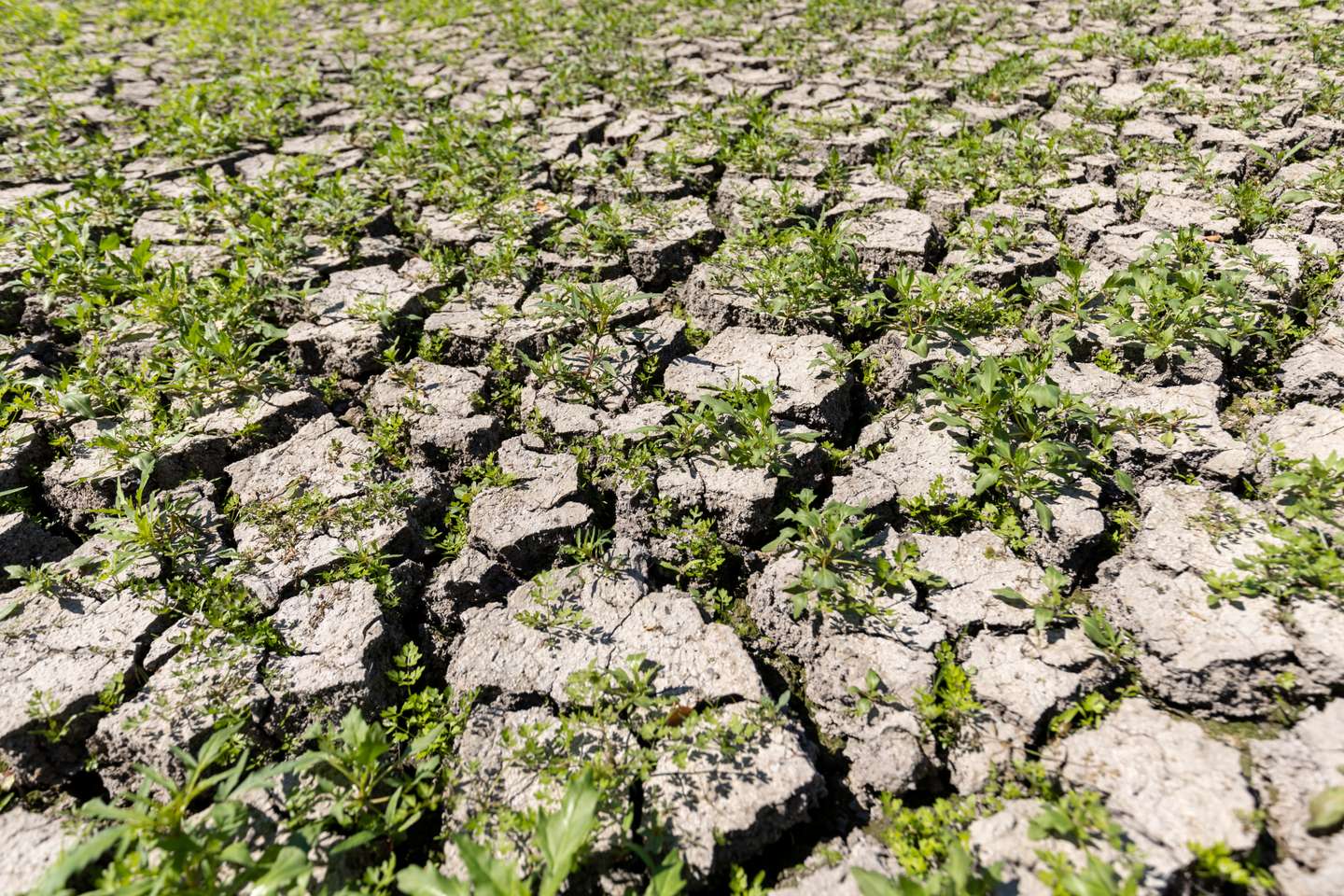 Drought poses problems for carp pond farmers