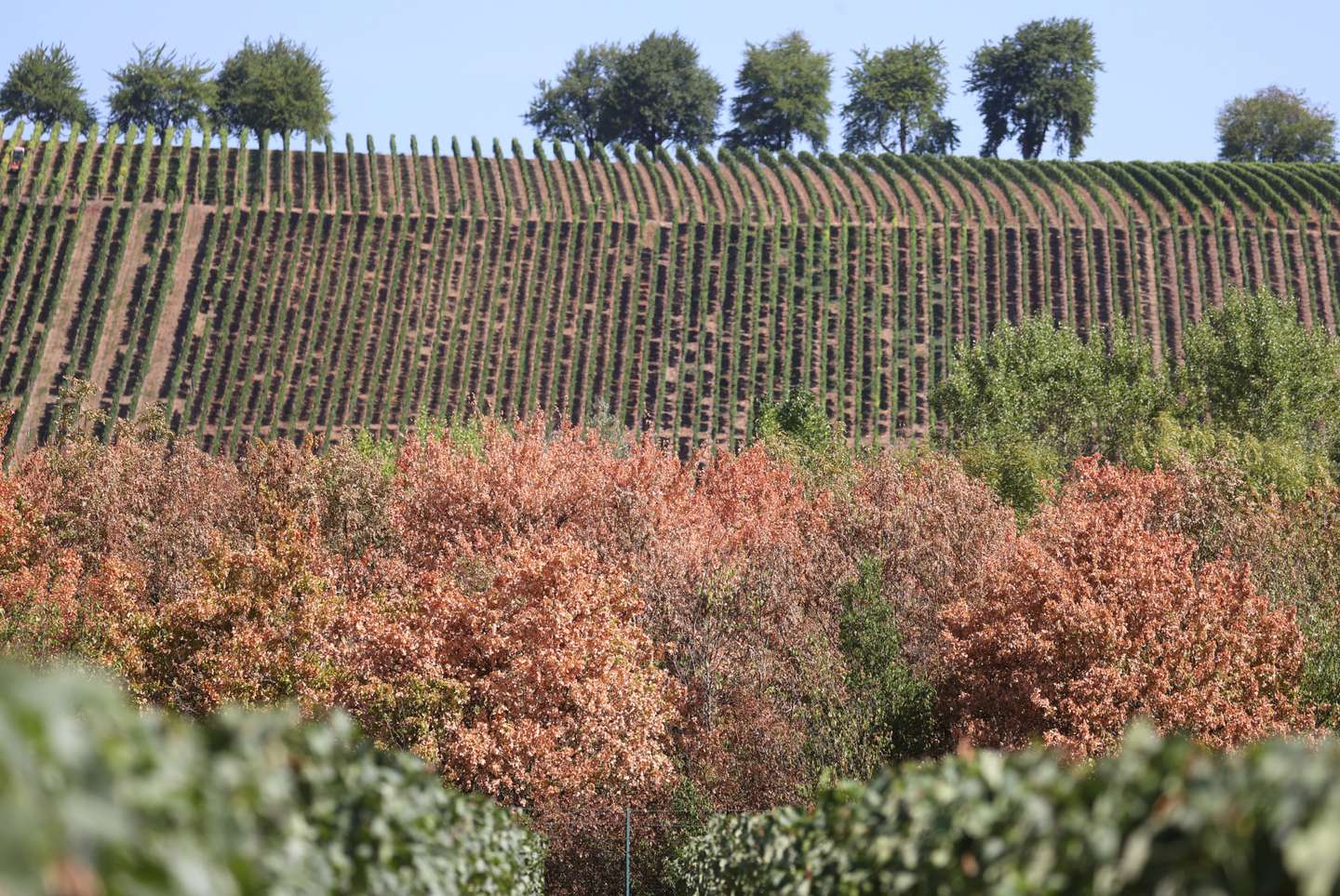 Drought in Lower Franconia