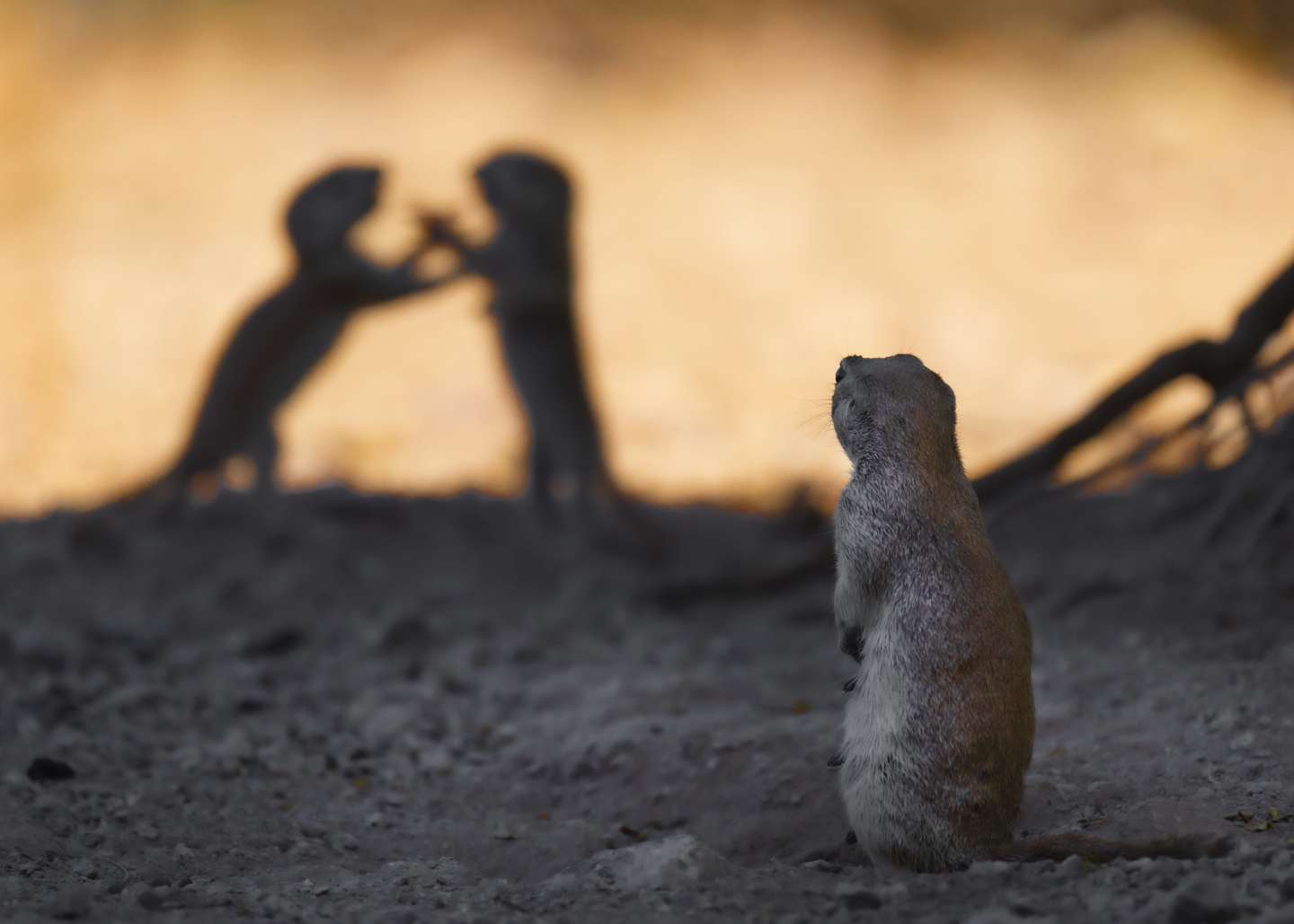 Nature Photographer of the Year 2021