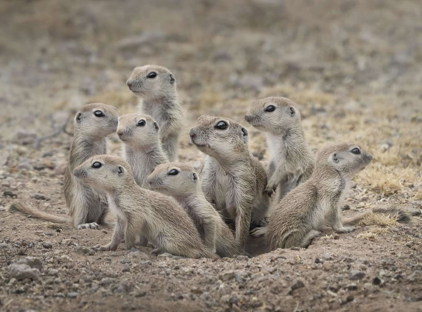 Nature Photographer of the Year 2021