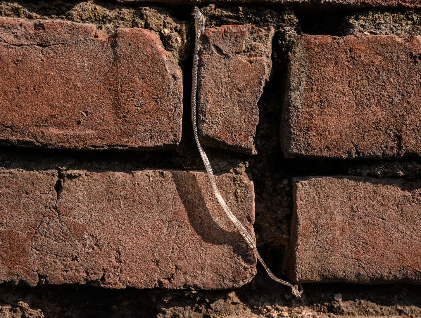 Striped Bronzeback Tree Snake