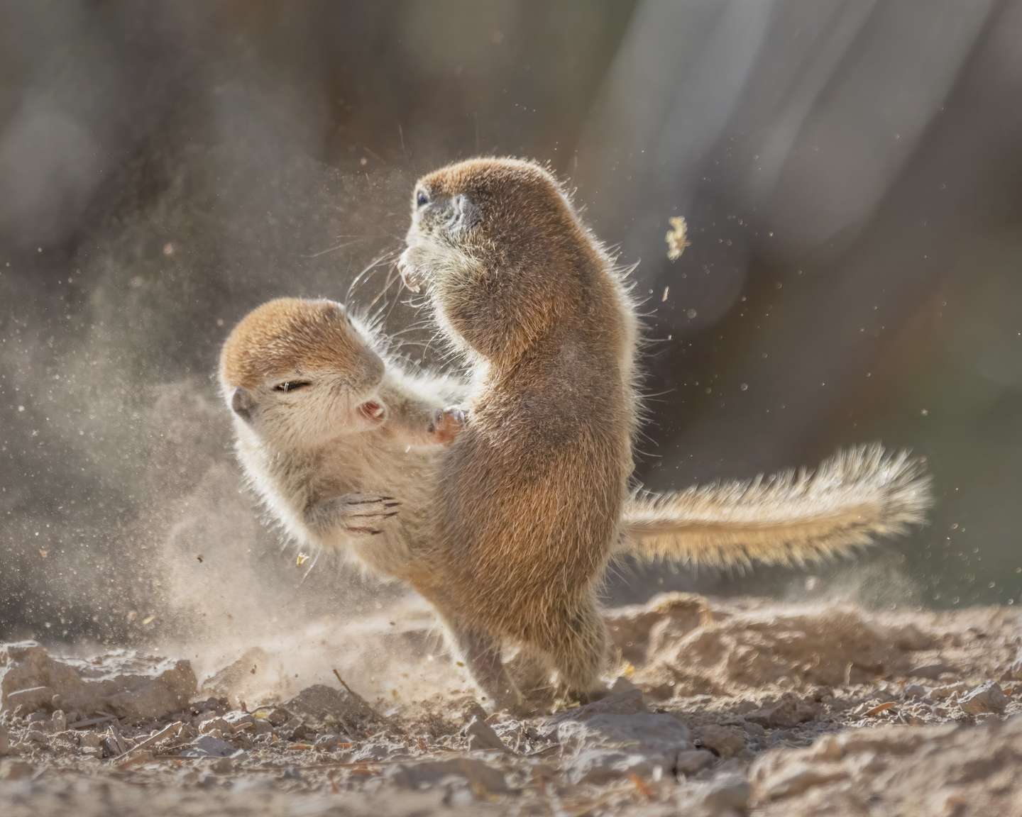 Nature Photographer of the Year 2021