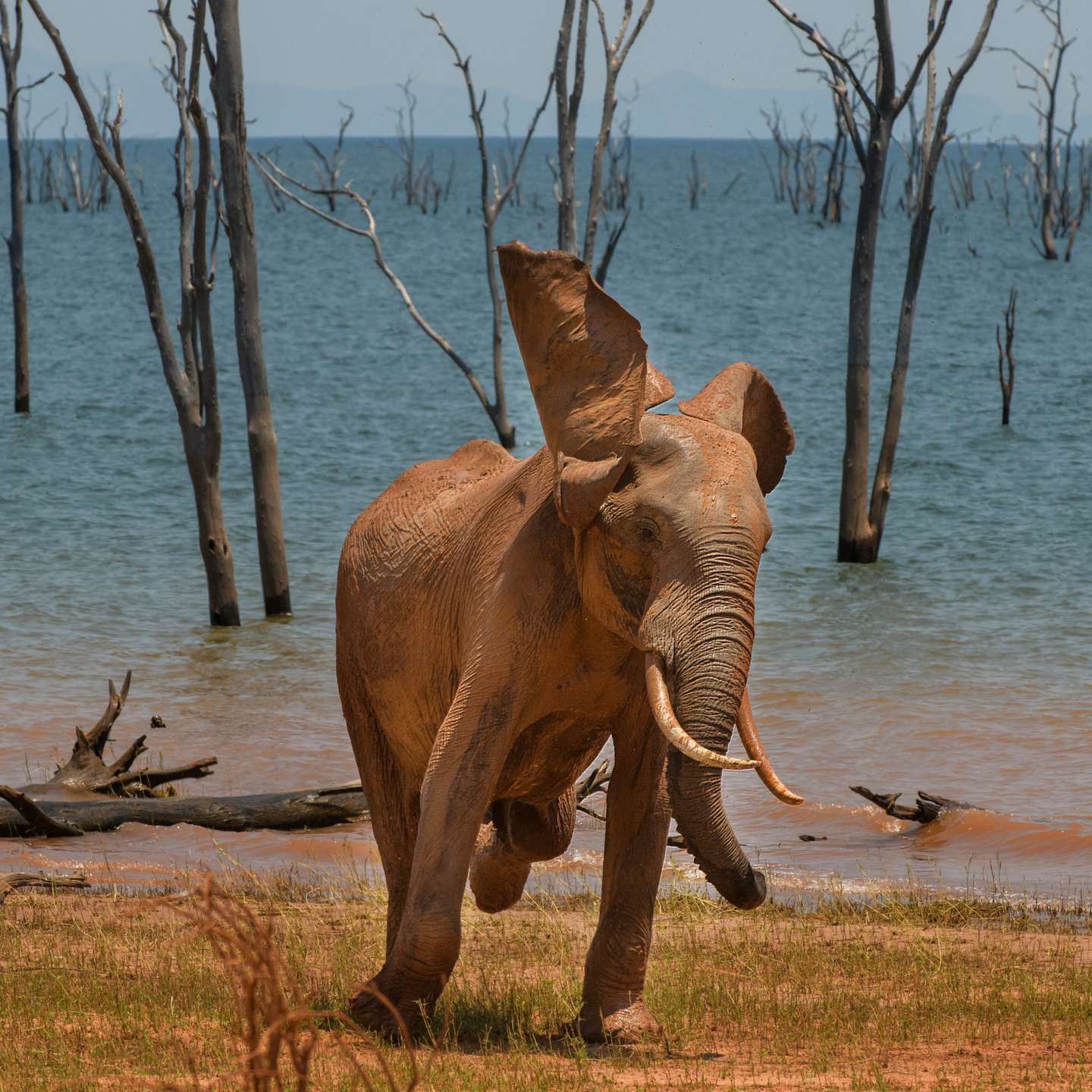 The Joy of a Mud Bath