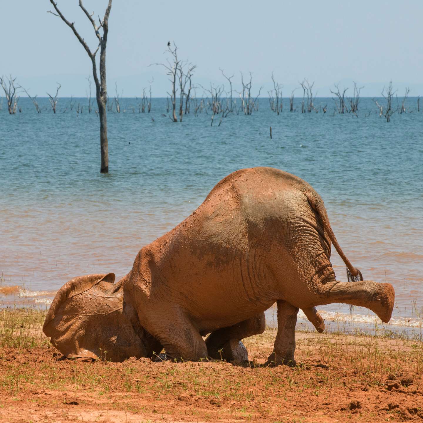 The Joy of a Mud Bath