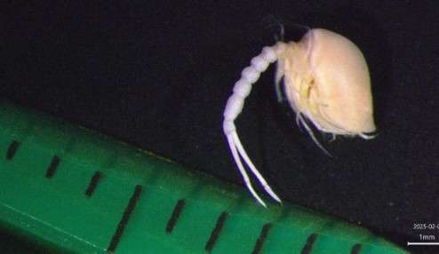 Nova espécie de anémona Ocean Census