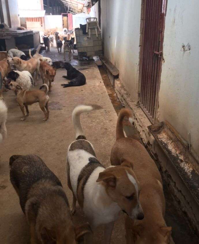 Líbano Veterinário Mário