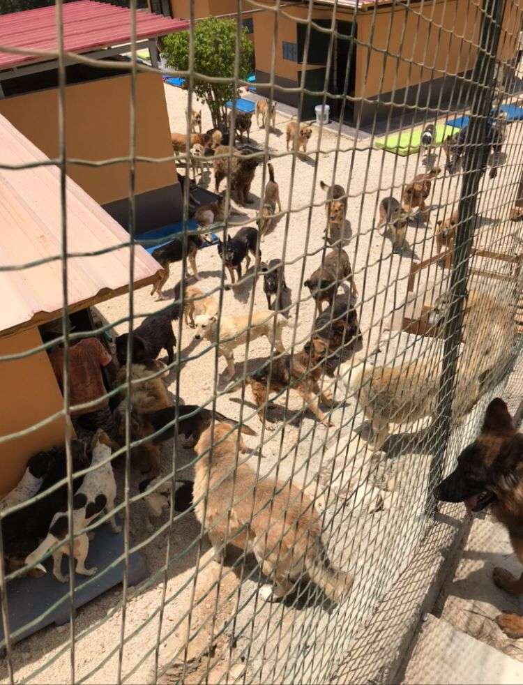 Líbano Veterinário Mário