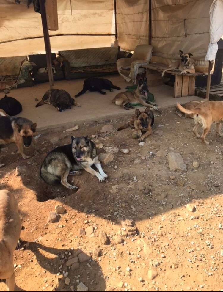 Líbano Veterinário Mário