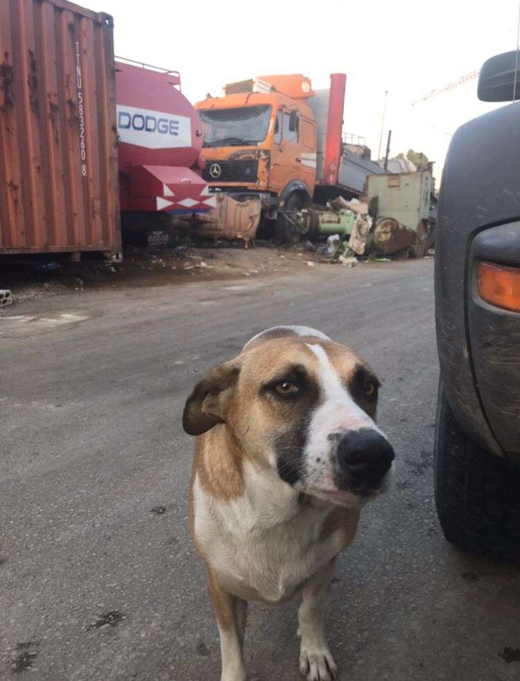Líbano Veterinário Mário