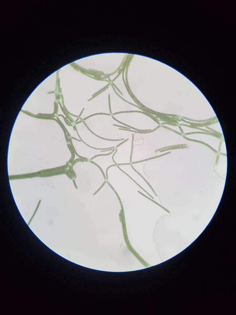 Espirulina ao microscópio