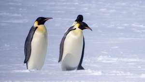 ECHO com pinguins