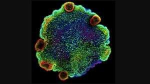 Confocal microscopy image of nuclei, coloured by depth, of Trichoplax sp. H2, one of the four species of placozoan for which the authors of the study created a cell atlas for. Credit: Sebastian R. Najle
