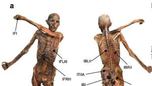 homem do gelo microbioma estudo