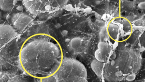 ALLOCLAE 250X MAGNIFICATION
