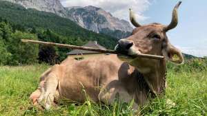 Vaca