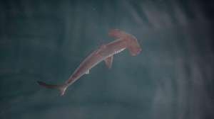 epa11314547 A handout photo made available by Greenpeace shows a young smooth hammerhead shark (sphyrna zygaena) in a small bay of Isabela Island, the biggest of the Galapagos Islands, Ecuador, 21 March 2024 (issued 02 May 2024). According to Greenpeace, scientists on a Greenpeace expedition in the Galapagos Marine Reserve believe they have found what could be the first known smooth hammerhead shark nursery in the region after observing several young pups.  EPA/GREENPEACE / HANDOUT ONLY AVAILABLE TO ILLUSTRATE THE ACCOMPANYING STORY (MANDATORY CREDIT) HANDOUT EDITORIAL USE ONLY/NO SALES HANDOUT EDITORIAL USE ONLY/NO SALES