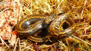 TACHYMENOIDES HARRISONFORDI, NAMED IN HONOR OF HARRISON FORD. © EDGAR LEHR, COURTESY OF CONSERVATION INTERNATIONAL