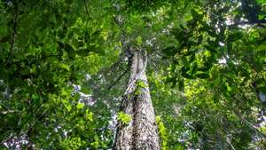 epa09816321 A handout photo made available by the NGO Arbio showing a Shihuahuaco tree, in Madre de Dios, Peru (issued 10 March 2022). The shihuahuaco is one of the largest and oldest trees in the Amazon, a refuge for species such as macaws or harpy eagles, but the uncontrolled felling of this 'giant of the Amazon' by the timber industry is causing it to be in danger, according to The Arbio organization in Lima. '68% of the shihuahuacos that we studied are over 500 years old and 16 percent are over a thousand years old, they are trees that are part of the heritage of the Peruvian nation,' said Tatiana Espinosa, director of the NGO Arbio, dedicated to caring for an Amazon forest concession in the Madre de Dios region.  EPA/Gianella Espinosa/ NGO Arbio HANDOUT HANDOUT/ EDITORIAL USE ONLY / ONLY AVAILABLE TO ILLUSTRATE THE ACCOMPANYING NEWS (MANDATORY CREDIT) HANDOUT EDITORIAL USE ONLY/NO SALES