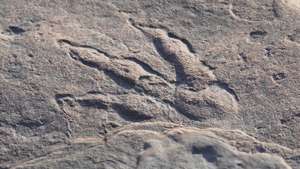 epa08977710 A handout photo made available by the National Museum of Wales shows what scientists say is a  220 million-year-old dinosaur footprint, which was found on a beach at Bendricks Bay near Barry, Wales, Britain, 25 January 2021 (issued 31 January 2021). A 4 year old girl named Lily has discovered the footprint of an unidentified dinosaur while strolling on the beach near the Welsh town of Barry.  EPA/Amgueddfa Cymru / National Museum of Wales HANDOUT MANDATORY CREDIT: National Museum of Wales HANDOUT EDITORIAL USE ONLY/NO SALES