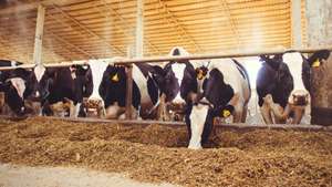 Vacas em quinta de produção de leite