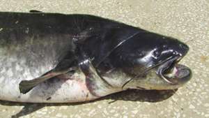 Siluro