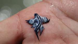 Dragão azul nas praias de Valência
