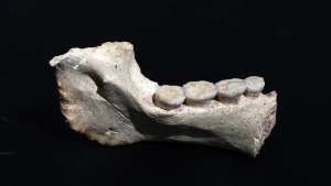 Mandíbula com 773 mil anos encontrada no sítio arqueológico Thomas Quarry I, em Marrocos/ Early hominins from Morocco basal to the Homo sapiens lineage