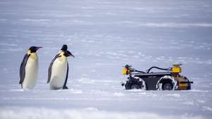 ECHO com pinguins