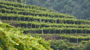 Vinhas Madeira