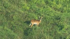 Primeira fotografia publicada de um lechwe de Upemba vivo