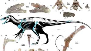 Joaquinraptor casali