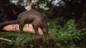 epa08891316 (07/39) A pangolin captured by hunters in the Ituri rainforest, in Mambasa territory, Democratic Republic of the Congo, 19 October 2020. The risk of a new pathogen coming in contact with human populations is increased in areas with high biodiversity like Congo. Over 72 percent of the country lives on less than USD 1.90 a day, which makes free sources of food like hunting essential in parts of the country where hunting and fishing are a viable option. Human populations come into contact with animals and pathogens during activities such as hunting for food or the exotic animal trade and deforestation. With deforestation and habitat loss, animals are more likely to move into new areas and come into contact with human beings for the first time. Humans living in these high-risk areas have a far greater chance of becoming a 'patient zero' for virus spillover than elsewhere. The exotic animal trade is also an attractive source of revenue as Congo still hosts many exotic animals, including pangolins, the mammal suspected to be a secondary host for COVID-19 before it spilled over into the human population. There exists a precarious situation where conservation is a losing battle due to governance factors, and Congo’s biodiversity posits a distinct likelihood for a new virus to jump from an animal to a human population. Mammals alone are estimated to host at least 320,000 undiscovered viruses.  EPA/Hugh Kinsella Cunningham ATTENTION EDITORS / MANDATORY CREDIT : This story was produced in partnership with the Pulitzer Center -- For the full PHOTO ESSAY text please see Advisory Notice epa...