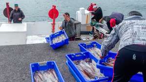 Pescadores descarregam da sua embarcação caixas com lulas no porto de Rabo de Peixe, que continua em atividade, mesmo com as regras de confinamento devido à pandemia da covid-19, Ribeira Grande, ilha de São Miguel, Açores, 07 de abril de 2020. Em Rabo de Peixe, a maior comunidade piscatória dos Açores, a população começa a cumprir as regras do confinamento, mas as ruas enchem-se de homens que continuam a ir ao mar. (ACOMPANHA TEXTO DO DIA 08 DE ABRIL DE 2020). EDUARDO COSTA/LUSA
