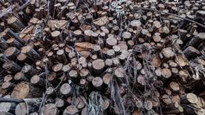 Trinta mil toneladas de madeira queimada na sequência do incêndio de 2018 em Monchique aguardam a efetivação de um protocolo com o Governo para serem cortadas e retiradas do terreno, segundo o presidente da câmara, em Monchique, Faro, 06 de julho de 2021. O autarca revelou que cinco mil toneladas de madeira já cortadas e empilhadas ao longo de várias estradas da serra começaram esta semana a ser transportadas para a fábrica de produção de biomassa em Huelva, Espanha, num transporte financiado pela Câmara de Monchique, no distrito de Faro (Algarve). (ACOMPANHA TEXTO DE 16 DE JULHO DE 2021). LUÍS FORRA/LUSA