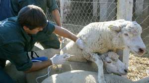 Veterinários vacinam ovelhas na Herdade de Casas Novas, onde se iniciou a Campanha Nacional de Vacinação em gado ovino, contra o Seropito 1, do vírus da Língua Azul, que contou a presença do Ministro da Agricultura, Jaime Silva, 09 Novembro 2007, em Coruche. PAULO CUNHA / LUSA