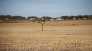 Vista de um campo no alentejo. Reguengos de Monsaraz, 10 de outubro de 2022. NUNO VEIGA/LUSA