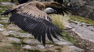 Um grifo é libertado no Parque Natural do Douro Internacional, Freixo de Espada à Cinta, 29 de outubro de 2020 . O Instituto da Conservação da Natureza e Florestas (ICNF) devolveu hoje ao seu habitat natural um exemplar “raro”de abutre negro e dois grifos, que foram tratados por especialistas em aves necrófagas, por estes se encontrarem desnutridos e fracos. (ACOMPANHA TEXTO) FRANCISCO PINTO/LUSA