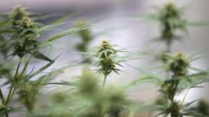 epa10989278 Cannabis plants are displayed at the Asia International Hemp Expo 2023 in Bangkok, Thailand, 22 November 2023. The Asia International Hemp Expo is the trade exhibition for the hemp industry showcasing the latest innovations, technologies and products from cannabis and hemp-related industries aimed to expand the cannabis and hemp industry after Thailand legalized marijuana and hemp plants.  EPA/RUNGROJ YONGRIT