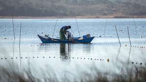 Há 40 anos que o ritual é repetido diariamente, durante a época da pesca da enguia, por Carlos Domingos, de 61 anos, que, de botas de borracha e calças de loja entra sozinho numa pequena embarcação ainda antes de o sol raiar e navega pelas águas calmas da Lagoa de Santo André para conferir cada uma das 70 nassas que deixa submersas durante a noite, Santiago do Cacém, 20 de janeiro de 2018. Todo o pescado que captura já tem como destino certo a cozinha de Ana Lúcia Beja, num dos 12 restaurantes da freguesia de Santo André, no concelho de Santiago do Cacém, que participa no Festival da Enguia da Lagoa de Santo André, que está a decorrer até ao dia 28. (ACOMPANHA TEXTO DO DIA 21 DE JANEIRO DE 2018). TIAGO CANHOTO/LUSA